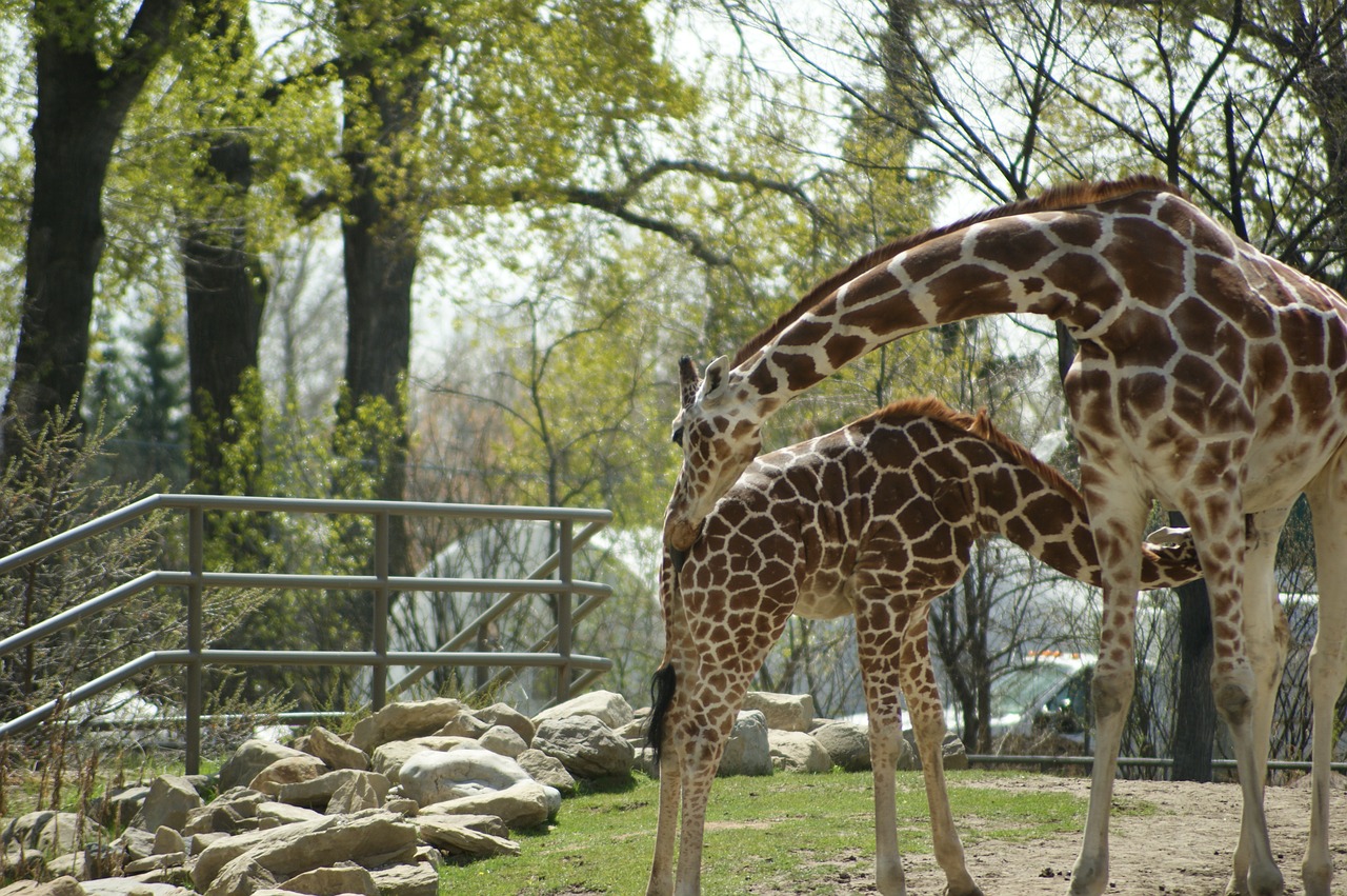 Žirafa,  Zoo,  Gyvūnas,  Laukinių,  Pobūdį,  Gyvūnijos,  Žinduolis,  Afrikos,  Safari, Nemokamos Nuotraukos