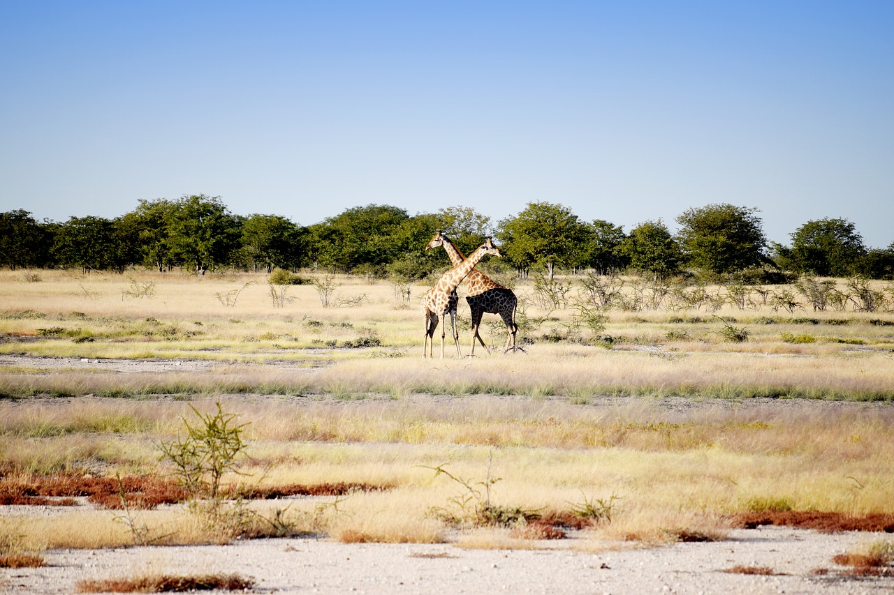 Žirafa,  Kirsti,  Kelionė,  Gyvūnas,  Gyvūnijos,  Aukštas,  Kaklo,  Dykuma,  Etosha,  Namibija