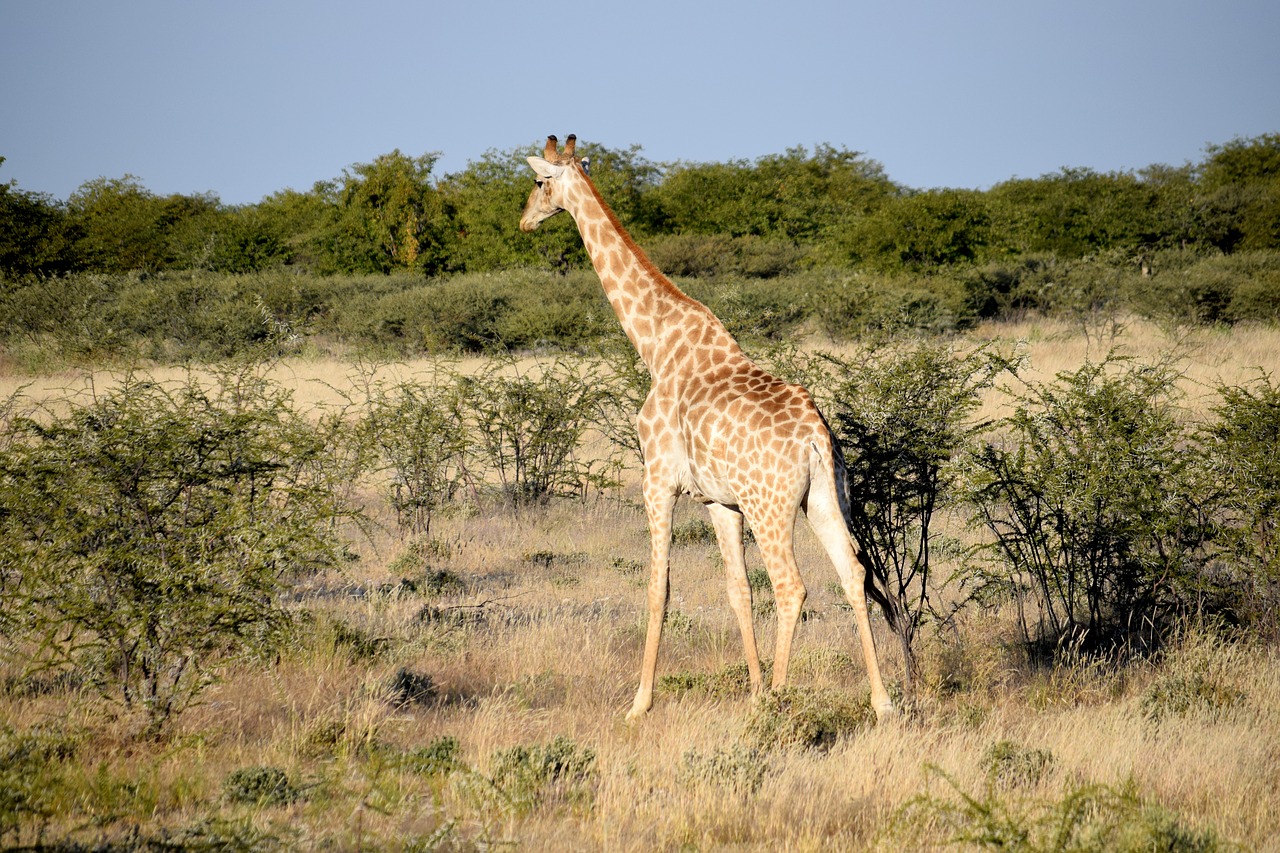 Žirafa,  Aukštas,  Pėsčiomis,  Krūmai,  Thorn,  Medis,  Žolė,  Afrikoje,  Gyvūnas,  Gyvūnijos