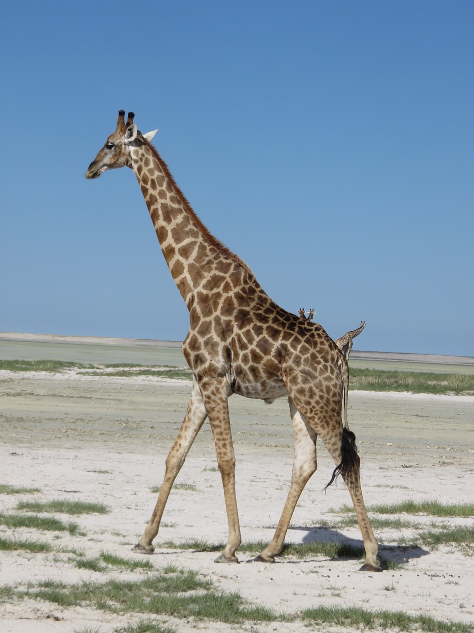 Žirafa,  Etosha,  Dykuma,  Namibija,  Etosha Nacionalinis Parkas, Nemokamos Nuotraukos,  Nemokama Licenzija