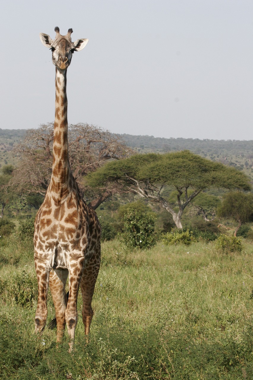 Žirafa,  Safari,  Aukštas,  Afrikoje,  Pobūdį,  Tanzania,  Žinduolis,  Laukinių,  Gyvūnas,  Krūmas