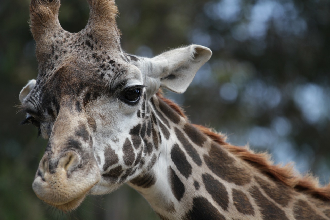 Žirafa, Iš Arti, Gyvūnas, Didelis, Laukinė Gamta, Zoologijos Sodas, Safari, Nemokamos Nuotraukos,  Nemokama Licenzija