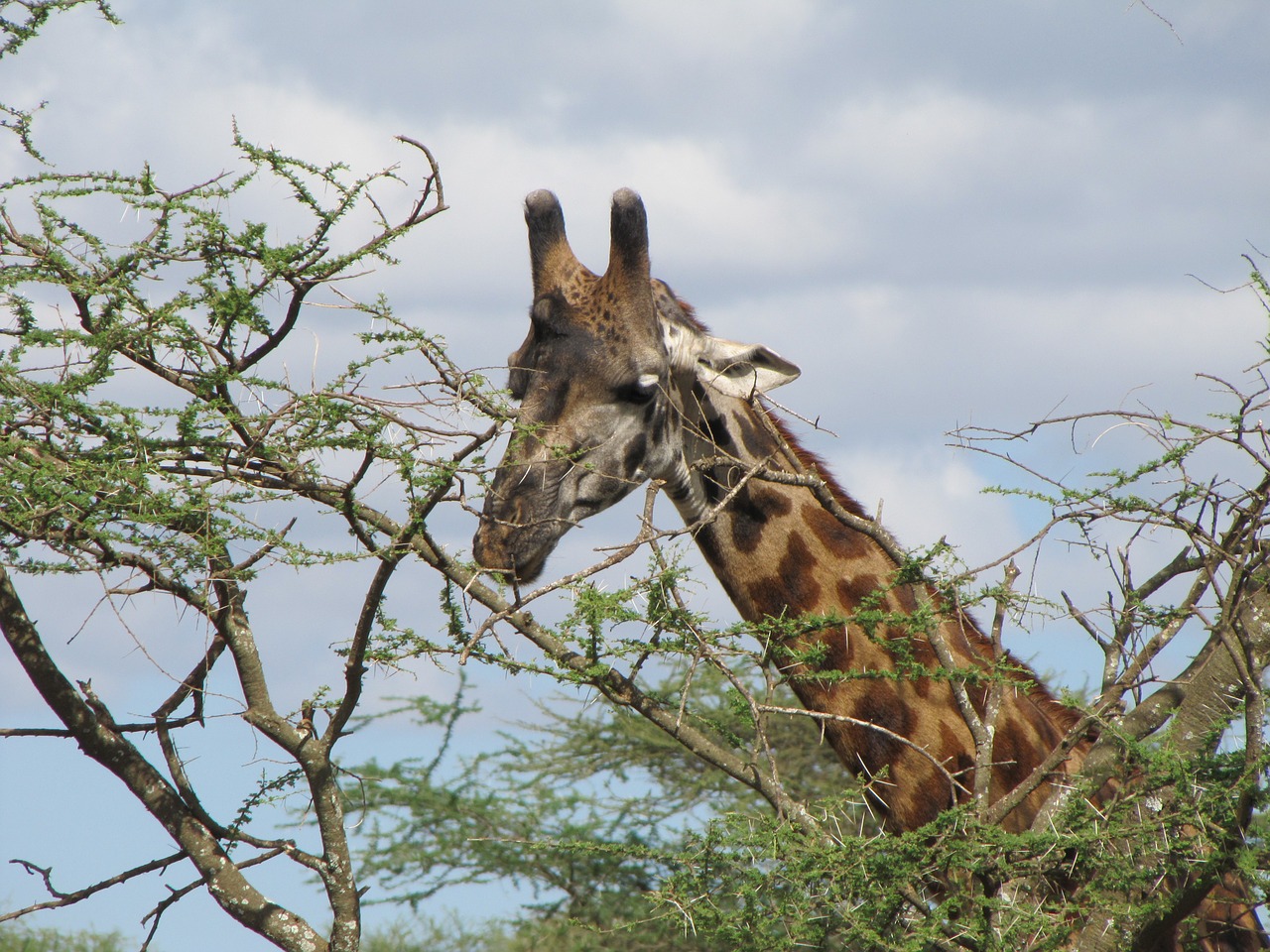 Žirafa, Galva, Medis, Maistas, Tanzanija, Nemokamos Nuotraukos,  Nemokama Licenzija