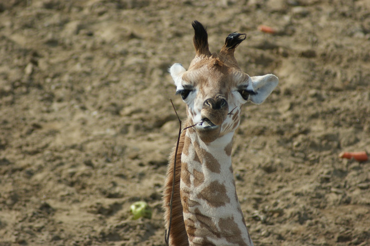 Žirafa,  Žinduolis,  Gyvūnijos, Nemokamos Nuotraukos,  Nemokama Licenzija