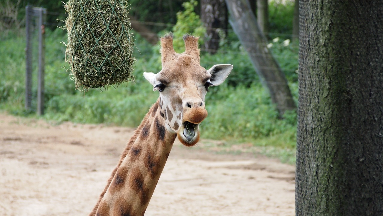 Žirafa,  Zoo,  Iš Arti,  Vasara,  Safari,  Gyvūnas,  Galva,  Didelis,  Kaklo,  Afrika