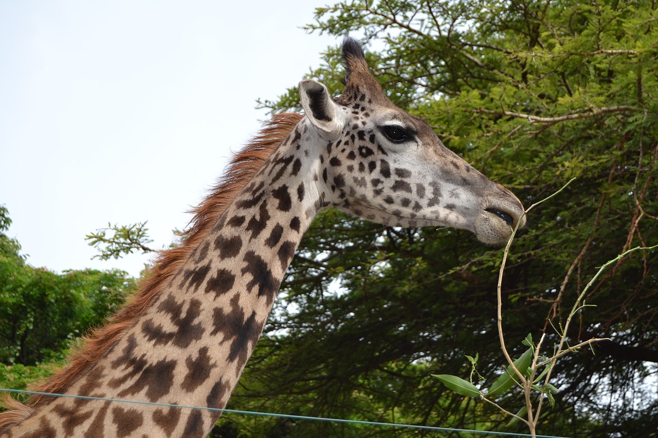 Žirafa,  Gyvūnijos,  Safari, Nemokamos Nuotraukos,  Nemokama Licenzija