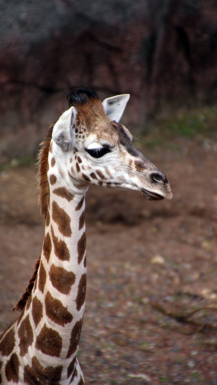 Žirafa,  Jauna,  Kaklo,  Kūdikių Žirafa,  Zoo,  Iš Arti, Nemokamos Nuotraukos,  Nemokama Licenzija