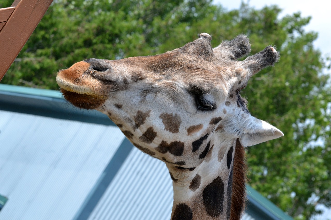 Žirafa,  Zoo,  Gyvūnas,  Galva, Nemokamos Nuotraukos,  Nemokama Licenzija