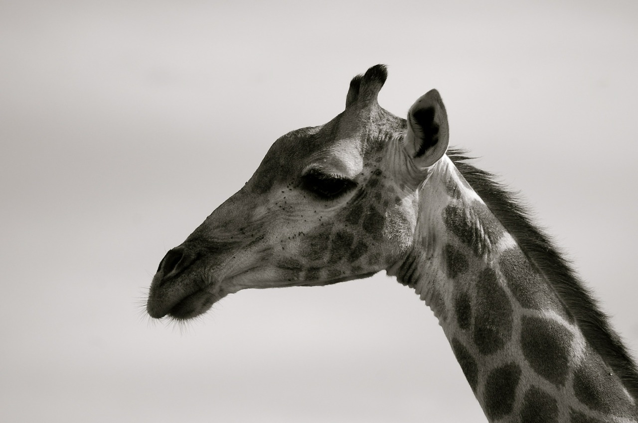 Žirafa, Pietų Afrika, Safari, Nemokamos Nuotraukos,  Nemokama Licenzija