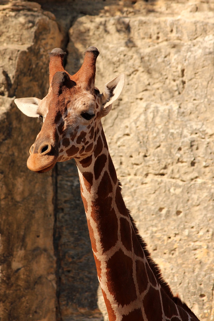 Žirafa,  Gyvūnas,  Zoo,  Žinduolis,  Galva,  Afrikoje,  Kaklo,  Gyvūnijos,  Taškuotas, Nemokamos Nuotraukos