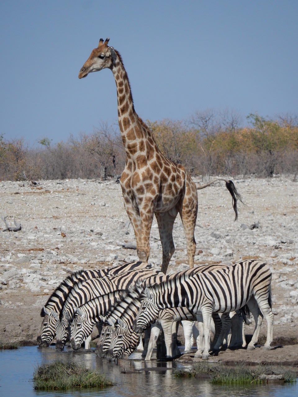 Žirafa,  Zebra,  Afrikoje,  Namibija,  Savannah,  Etosha Nacionalinis Parkas,  Crosswalk,  Piešimo,  Gyvūnijos Pasaulyje,  Safari