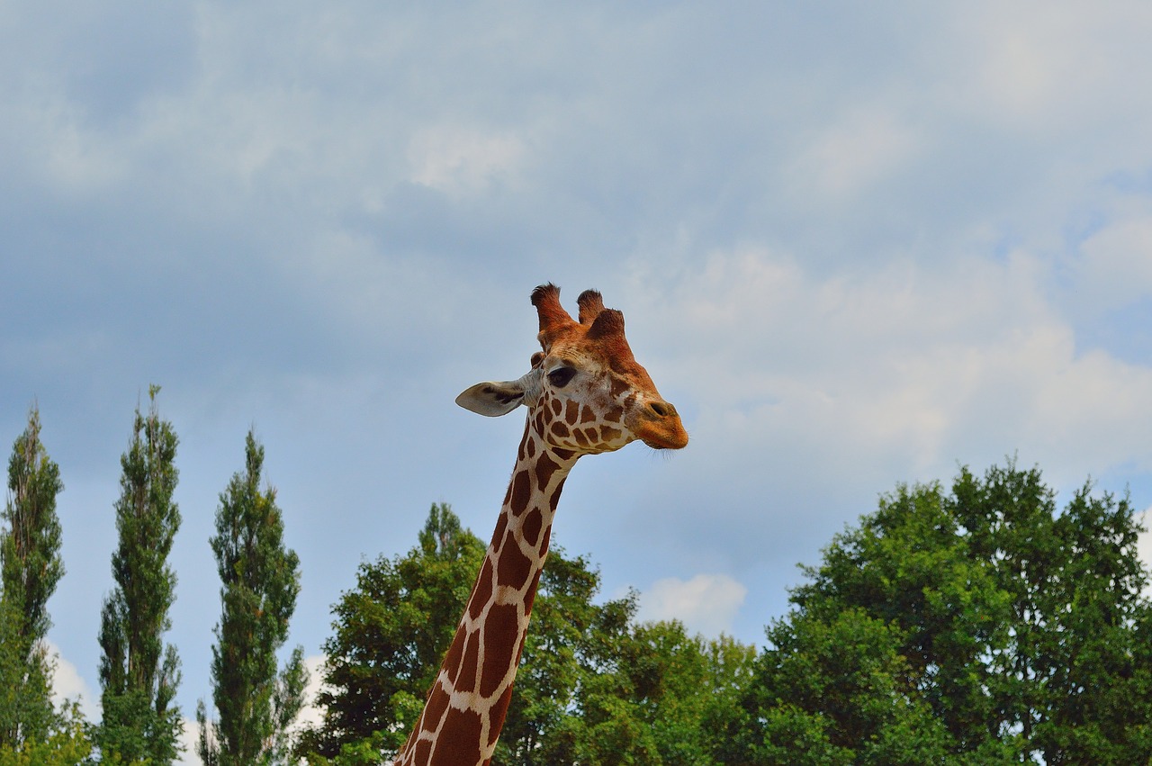 Žirafa,  Zoo,  Gyvūnai,  Afrikoje,  Safari,  Zoologijos Sodas, Nemokamos Nuotraukos,  Nemokama Licenzija