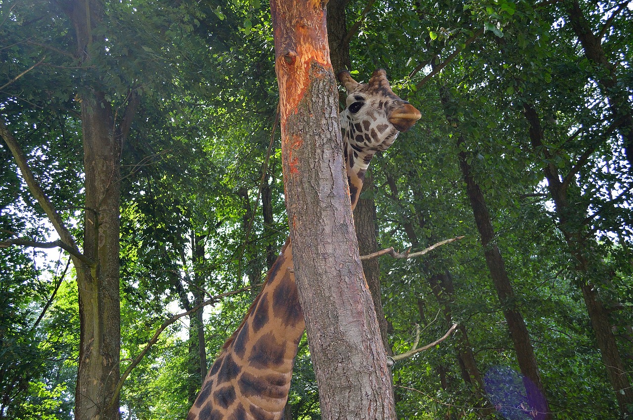 Žirafa,  Zgryzanie Plutos,  Zoo,  Kaklo,  Safari,  Gamta, Nemokamos Nuotraukos,  Nemokama Licenzija