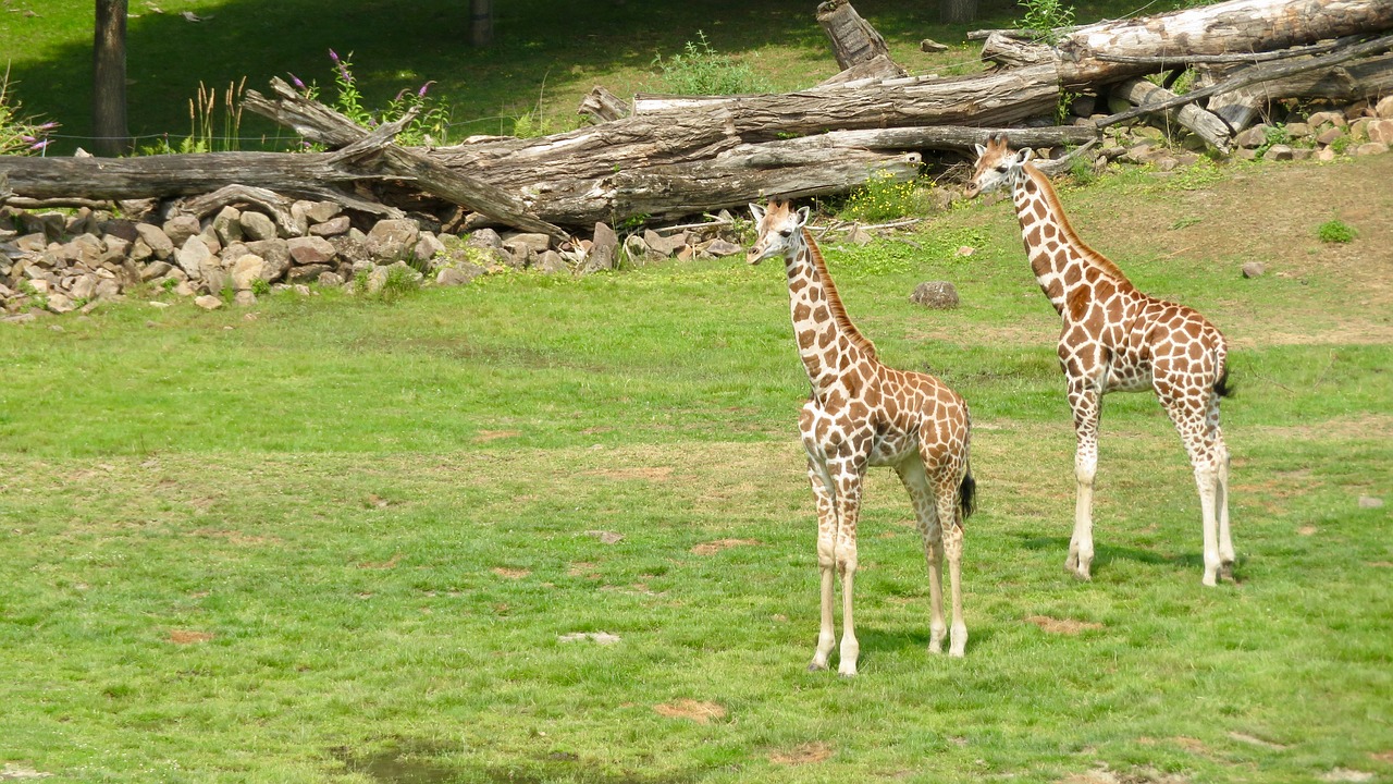 Žirafa,  Zoo,  Gyvūnijos Pasaulyje,  Gyvūnas, Nemokamos Nuotraukos,  Nemokama Licenzija