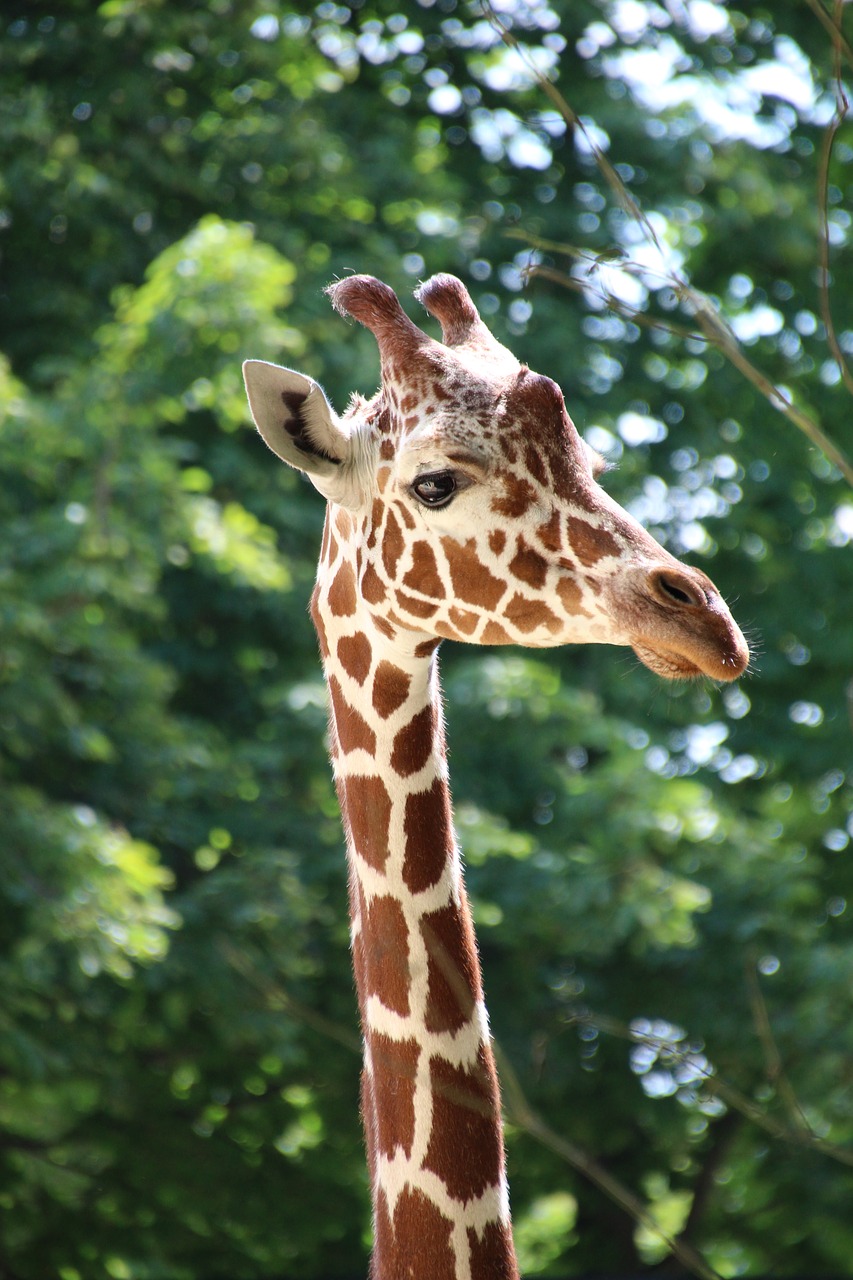 Žirafa,  Zoo,  Schönbrunn,  Dėmes,  Rudi,  Gyvūnas,  Laukinis Gyvūnas,  Fonas Žalias,  Galva,  Kaklelis