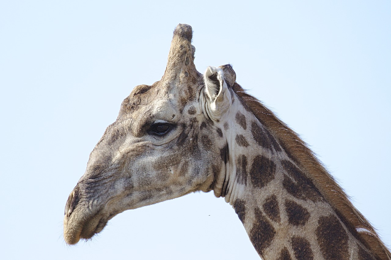 Žirafa,  Galva,  Gyvūnas,  Afrikoje,  Kaklo,  Dėmes,  Safari,  Portretas,  Pobūdį,  Dėmėtojo