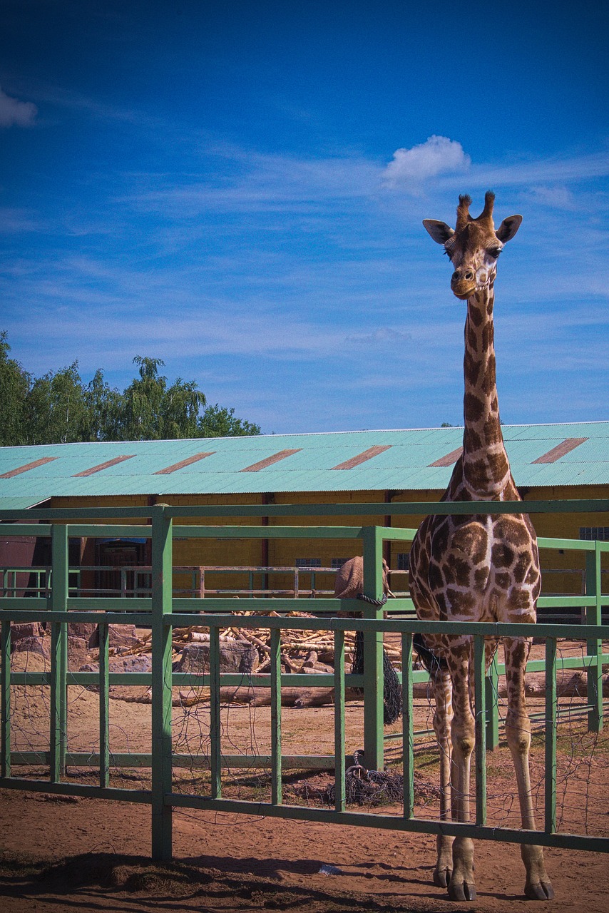 Žirafa,  Gyvūnas,  Afrikoje,  Zoo,  Laukinių,  Safari,  Pobūdį,  Žinduoliai, Nemokamos Nuotraukos,  Nemokama Licenzija