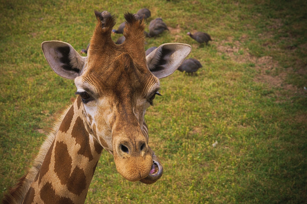 Žirafa,  Gyvūnas,  Afrikoje,  Zoo,  Ragai,  Laukinių,  Safari,  Pobūdį,  Gyvūnai,  Žinduoliai