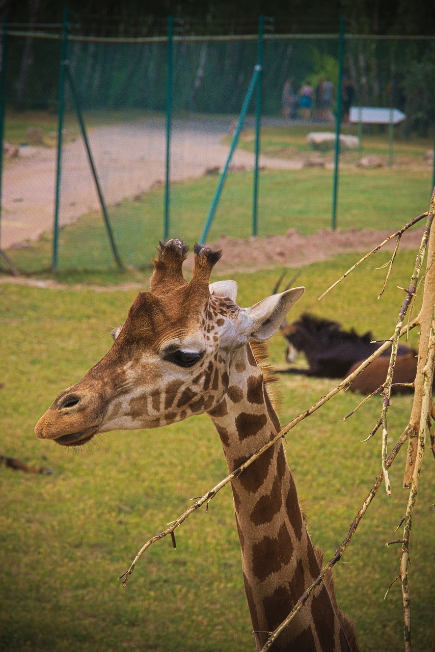 Žirafa,  Gyvūnas,  Afrikoje,  Zoo,  Ragai,  Laukinių,  Safari,  Pobūdį,  Gyvūnai,  Žinduoliai