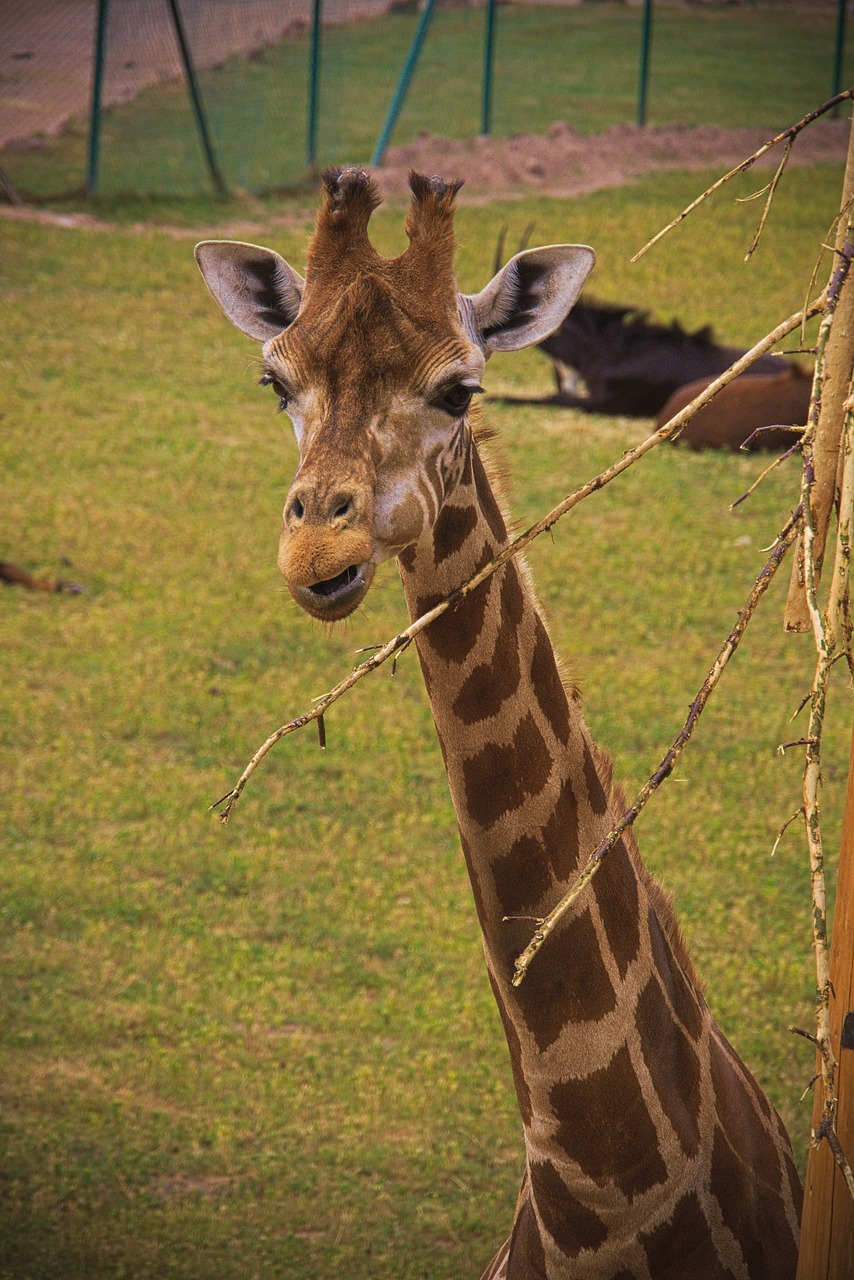 Žirafa,  Gyvūnas,  Afrikoje,  Zoo,  Ragai,  Laukinių,  Safari,  Pobūdį,  Gyvūnai,  Žinduoliai