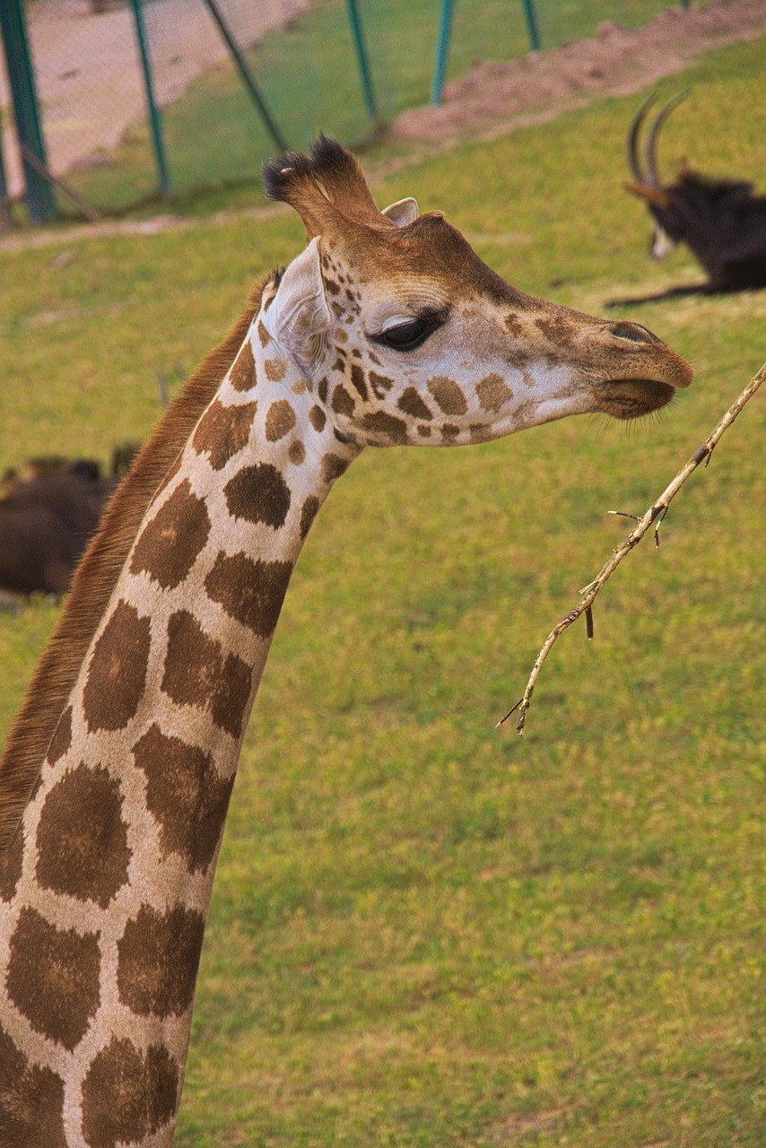 Žirafa,  Gyvūnas,  Afrikoje,  Zoo,  Ragai,  Laukinių,  Safari,  Pobūdį,  Gyvūnai,  Žinduoliai