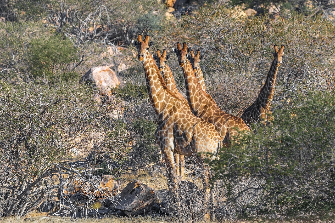 Žirafa,  Namibija,  Afrikoje,  Pobūdį,  Žinduolis,  Kraštovaizdis,  Gyvūnas,  Heiss,  Namibo Dykuma,  Karg
