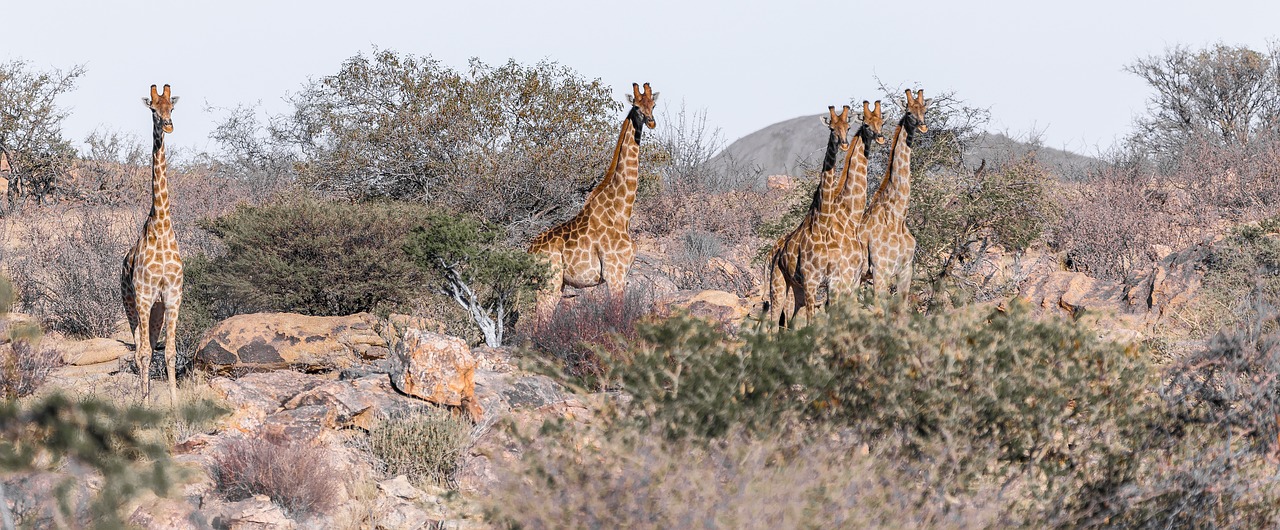 Žirafa,  Namibija,  Afrikoje,  Pobūdį,  Žinduolis,  Kraštovaizdis,  Gyvūnas,  Heiss,  Namibo Dykuma,  Karg