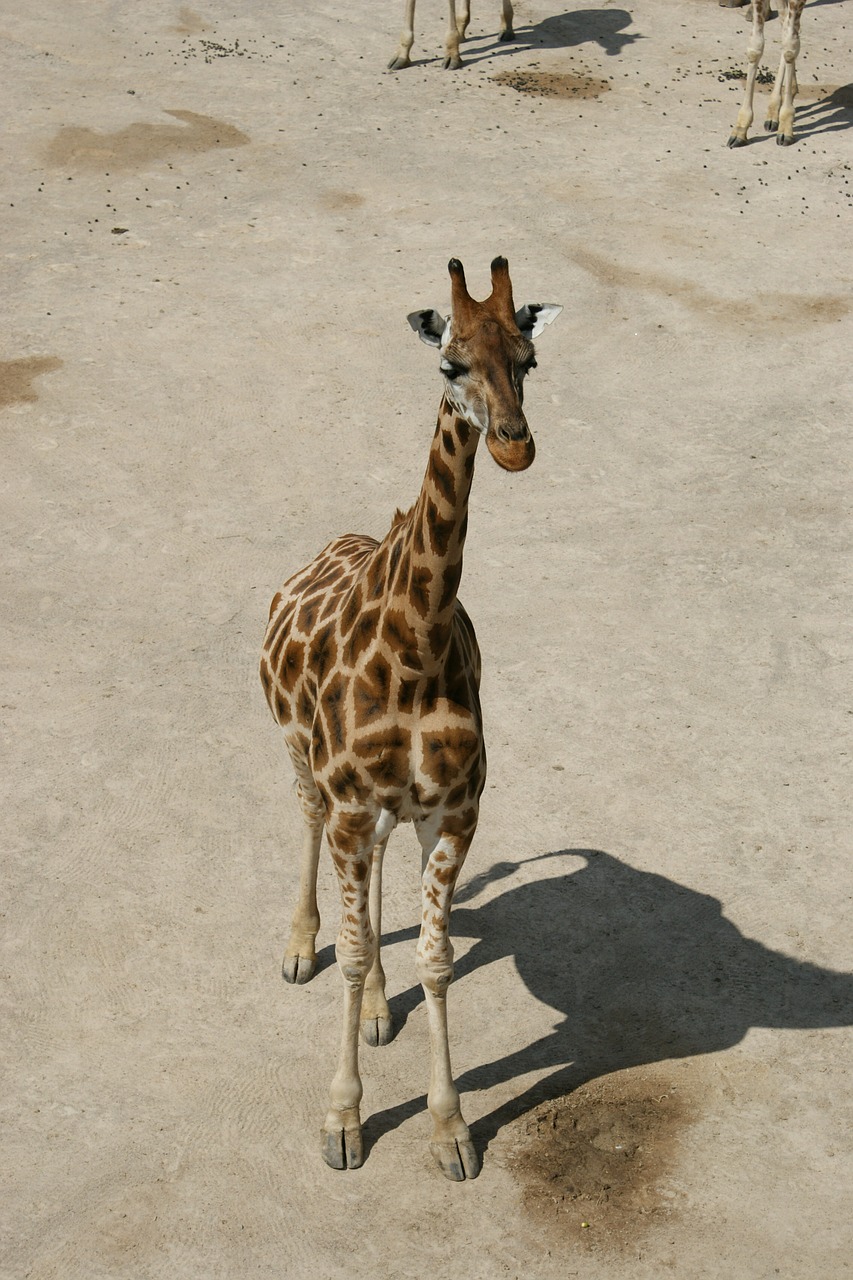Žirafa, Kūdikių Žirafa, Savanna, Nemokamos Nuotraukos,  Nemokama Licenzija