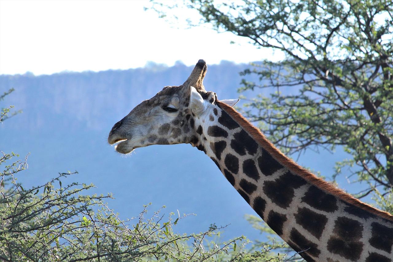 Žirafa,  Safari,  Nacionalinis Parkas,  Namibija,  Afrikoje,  Žinduolis,  Kraštovaizdis,  Gyvūnas,  Pobūdį,  Žirafos