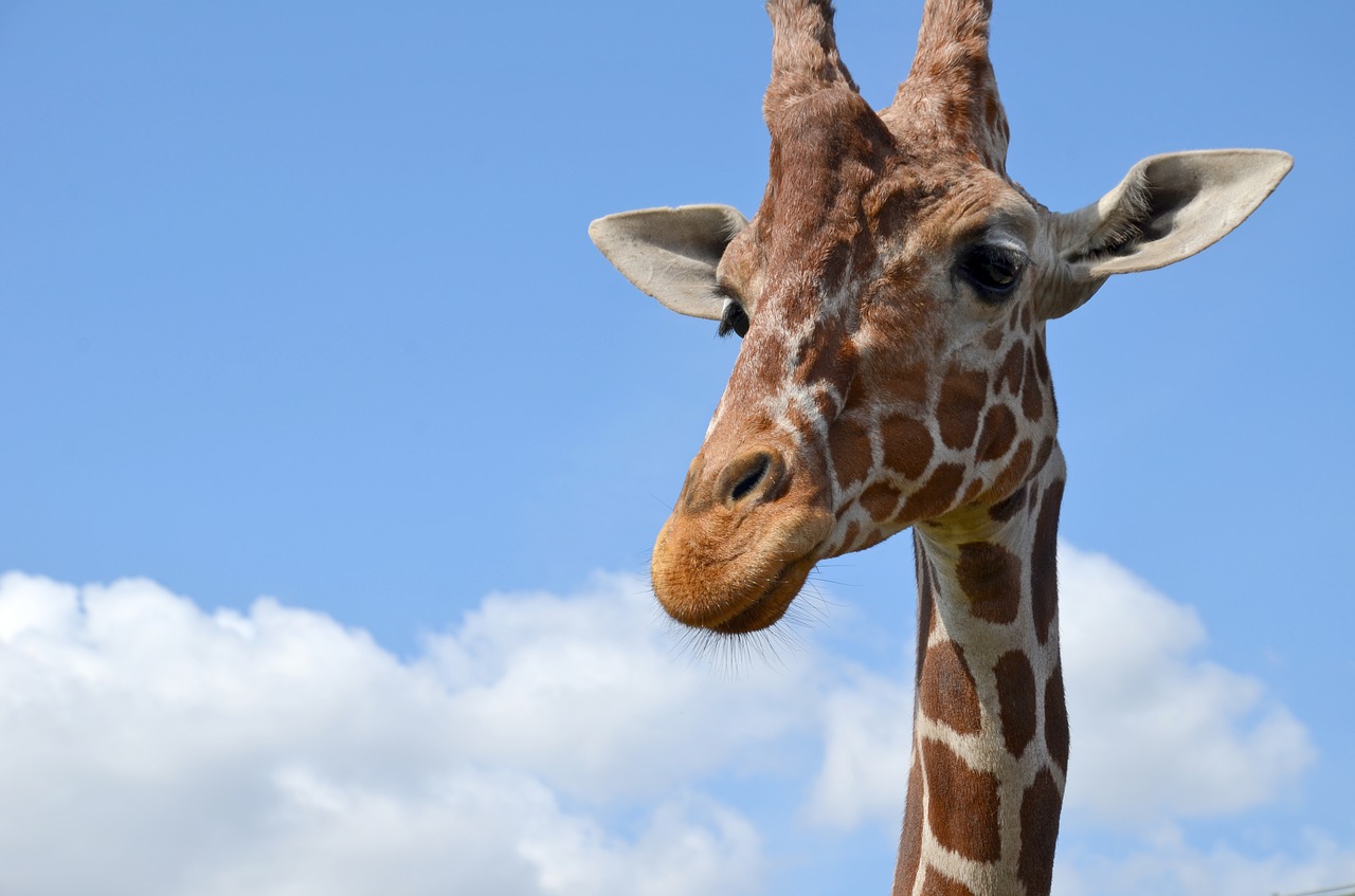 Žirafa,  Zoo,  Safari,  Afrikoje,  Savanna,  Pobūdį,  Žinduolis,  Kaklelis, Nemokamos Nuotraukos,  Nemokama Licenzija