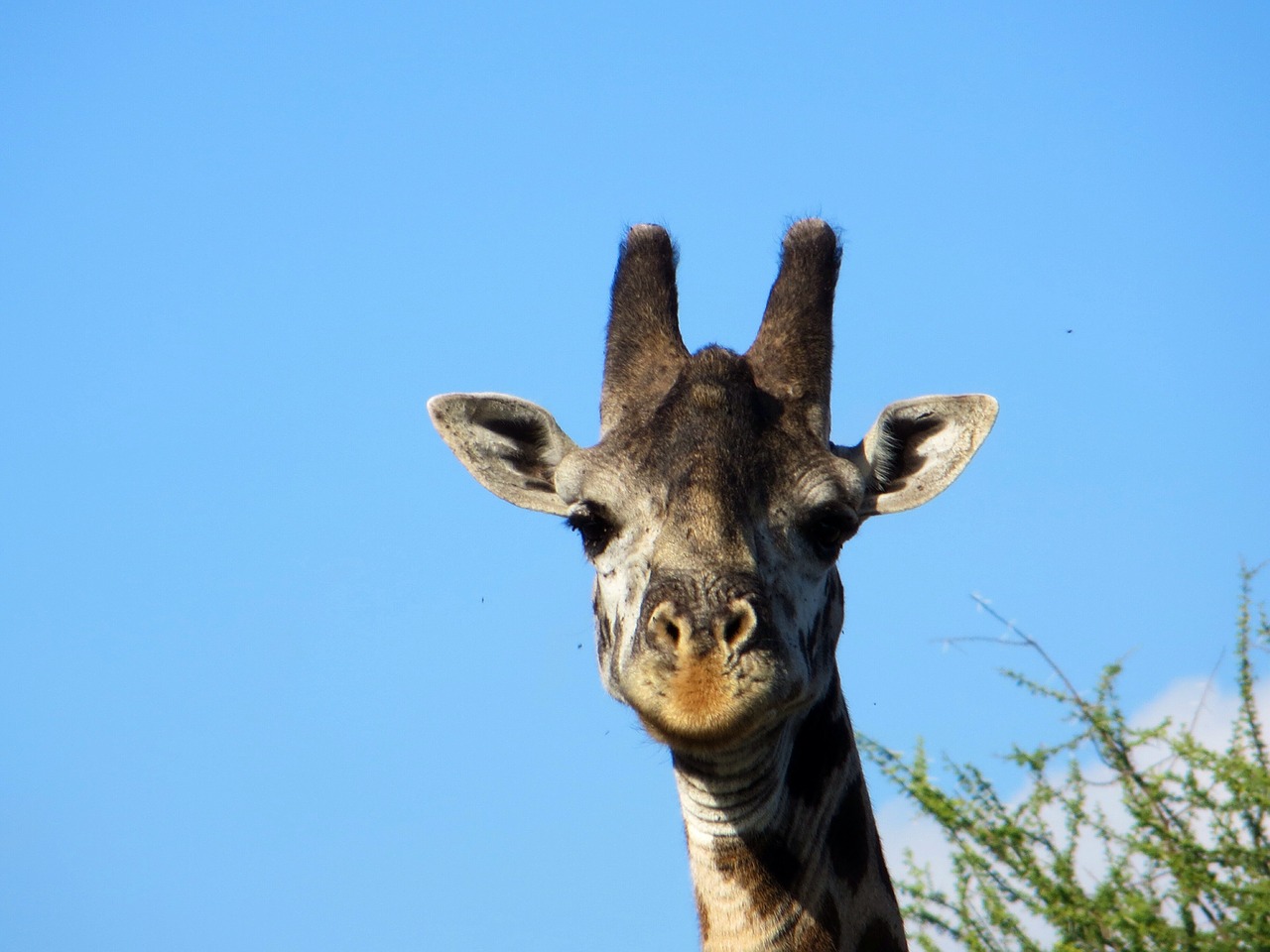 Žirafa, Safari, Afrika, Nemokamos Nuotraukos,  Nemokama Licenzija