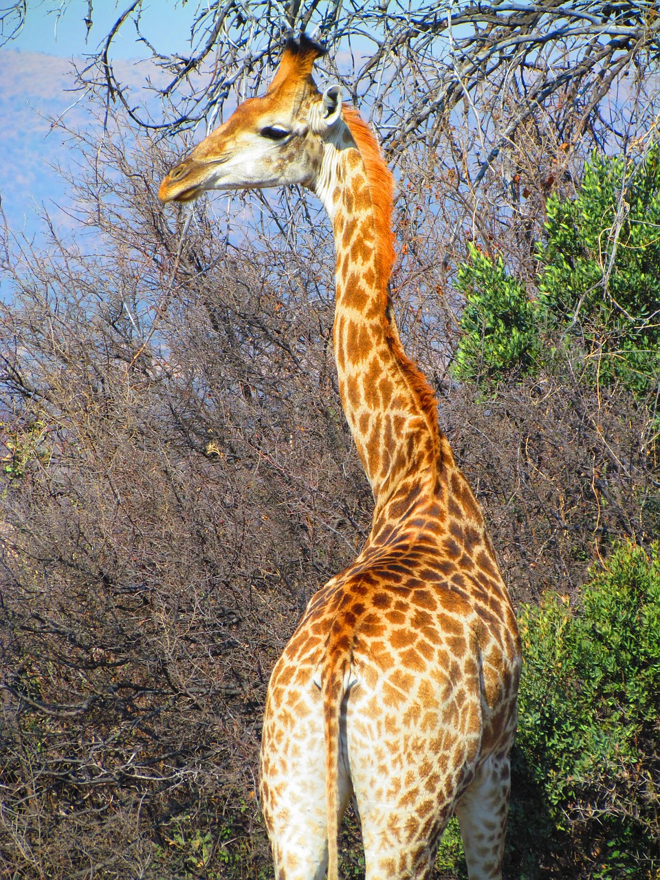 Žirafa, Safari, Kaklas, Pietų Afrika, Žinduolis, Gamta, Gyvūnas, Laukiniai, Laukinė Gamta, Aukštas