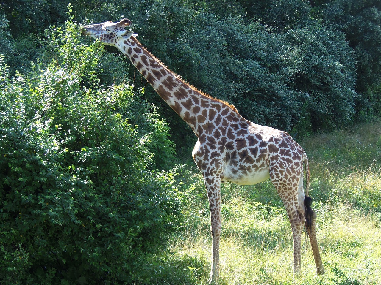 Žirafa, Gyvūnas, Laukinė Gamta, Gamta, Afrika, Safari, Kaklas, Nemokamos Nuotraukos,  Nemokama Licenzija