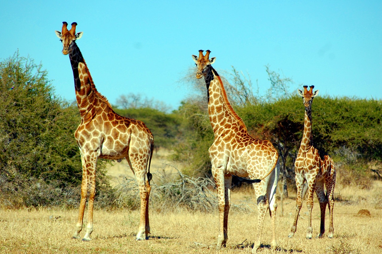 Žirafa, Gyvūnas, Safari, Laukinė Gamta, Nemokamos Nuotraukos,  Nemokama Licenzija
