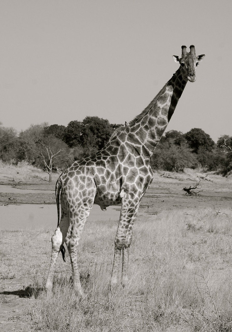 Žirafa, Safari, Afrika, Gyvūnas, Kaklas, Ilgai, Žinduolis, Nemokamos Nuotraukos,  Nemokama Licenzija