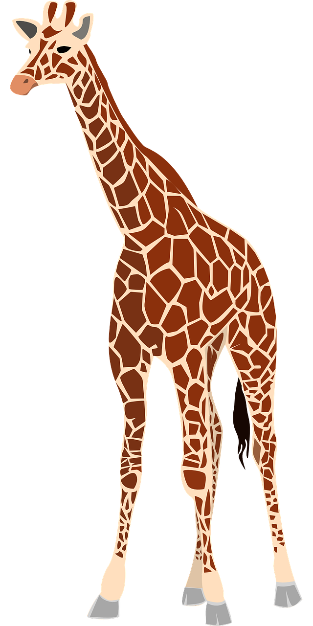 Žirafa, Žinduolis, Gyvūnas, Žolėdis, Laukinė Gamta, Safari, Zoologijos Sodas, Afrikos, Kaklas, Dykuma