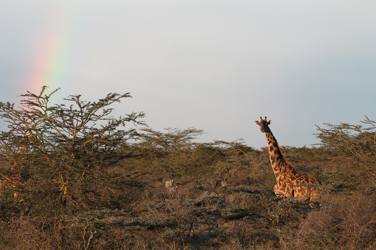 Žirafa, Afrika, Gamta, Kraštovaizdis, Nemokamos Nuotraukos,  Nemokama Licenzija