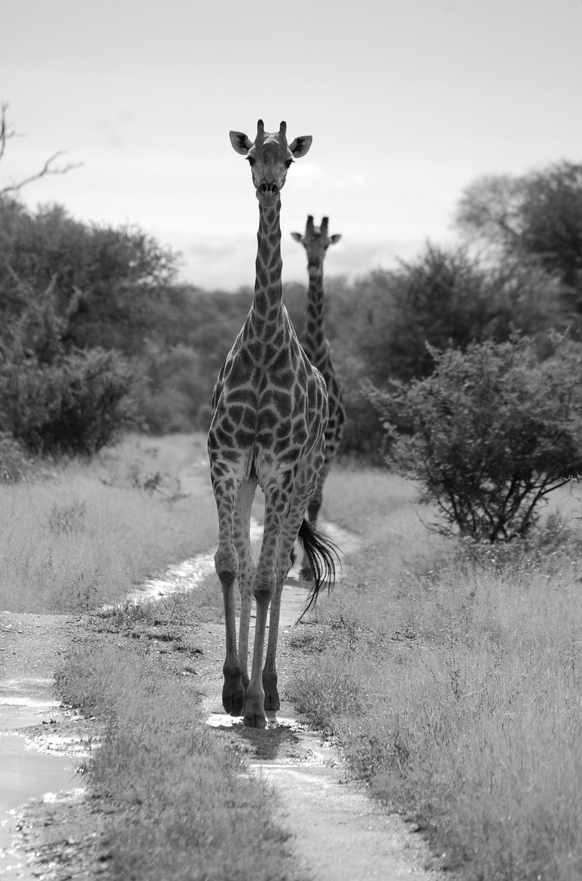 Žirafa, Safari, Afrika, Aukštas, Gyvūnas, Laukinė Gamta, Laukiniai, Zoologija, Žinduolis, Rūšis