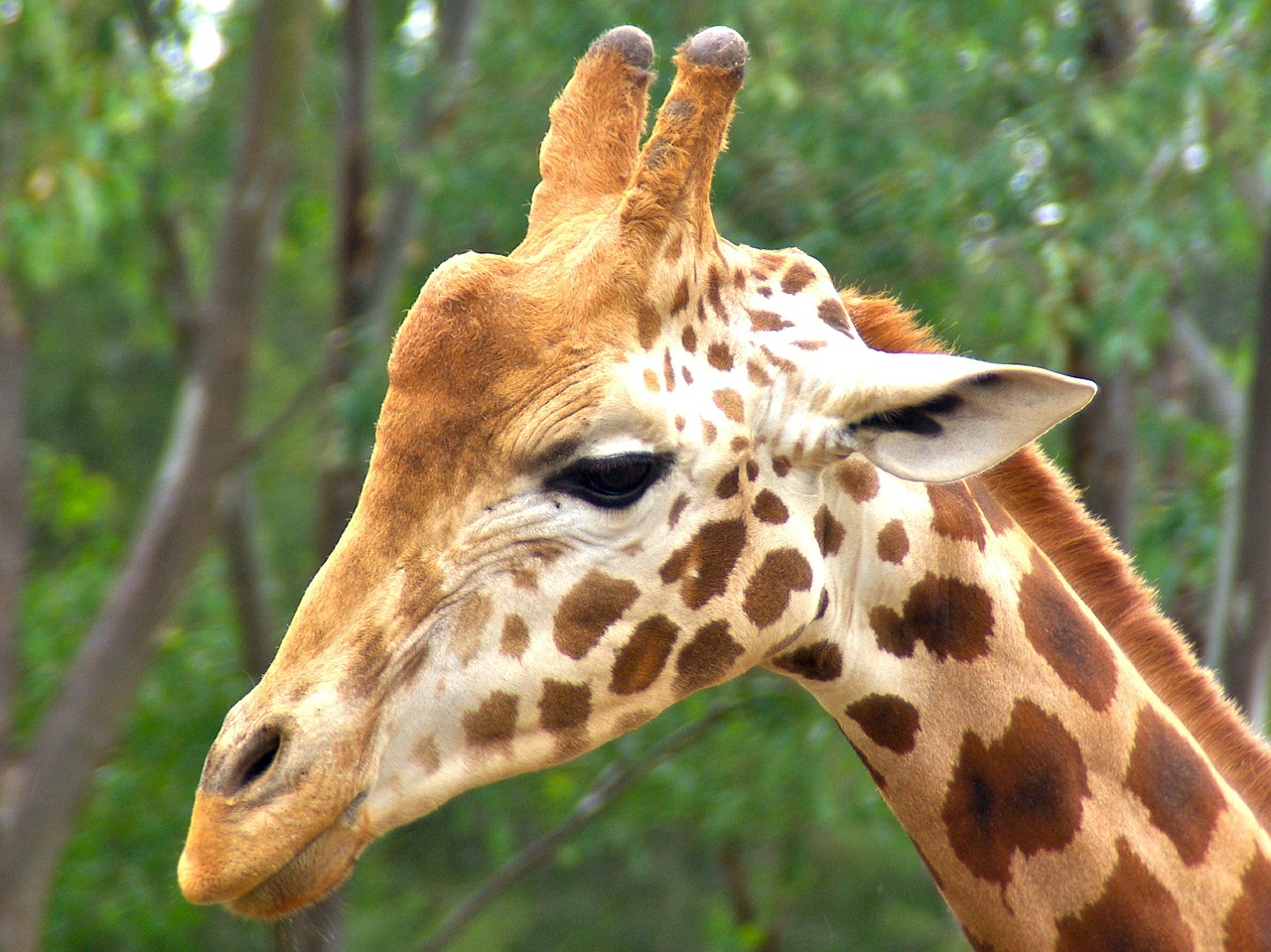 Žirafa, Patinas, Gyvūnas, Galva, Afrika, Afrikos, Laukinė Gamta, Laukiniai, Safari, Kaklas