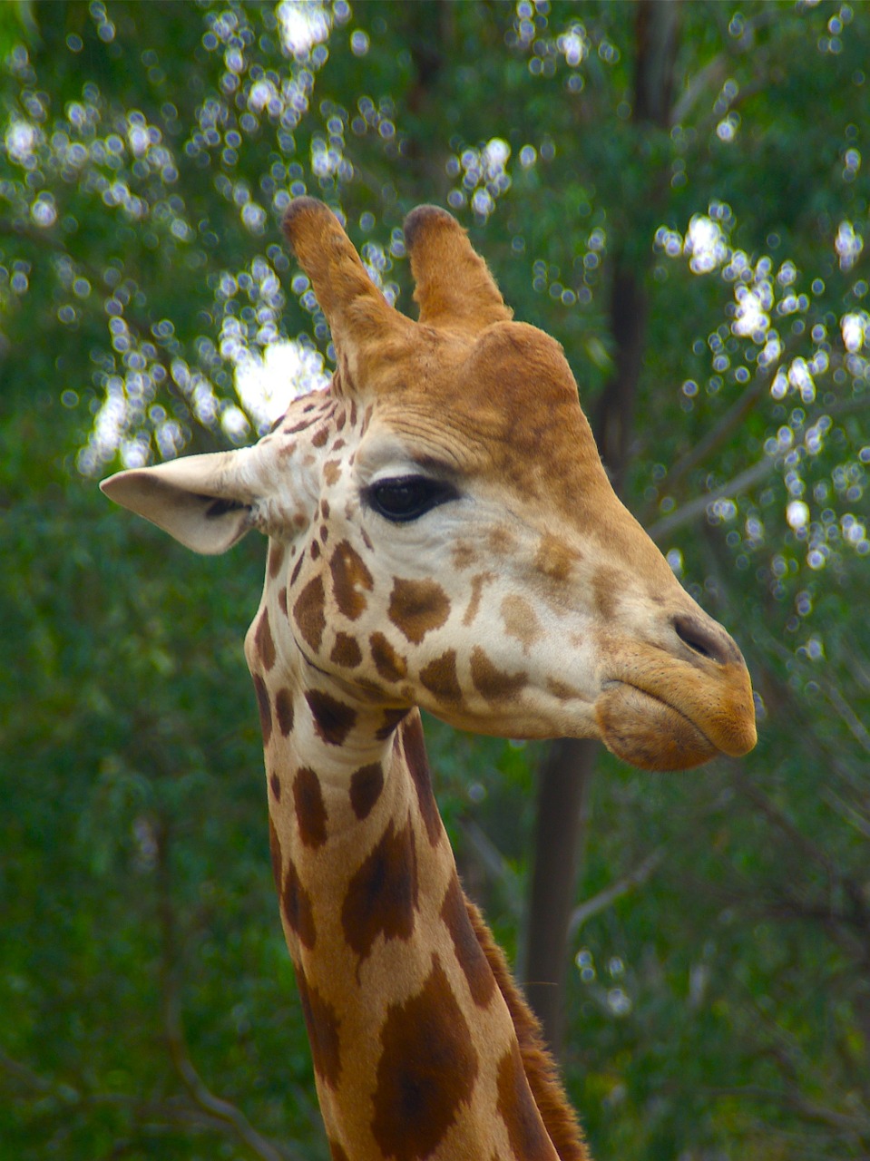 Žirafa, Patinas, Gyvūnas, Galva, Afrika, Afrikos, Laukinė Gamta, Laukiniai, Safari, Kaklas