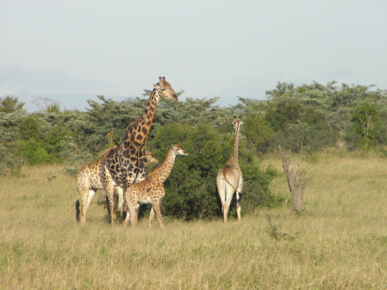 Žirafa, Afrika, Gamta, Laukinė Gamta, Gyvūnas, Safari, Afrikos, Nemokamos Nuotraukos,  Nemokama Licenzija