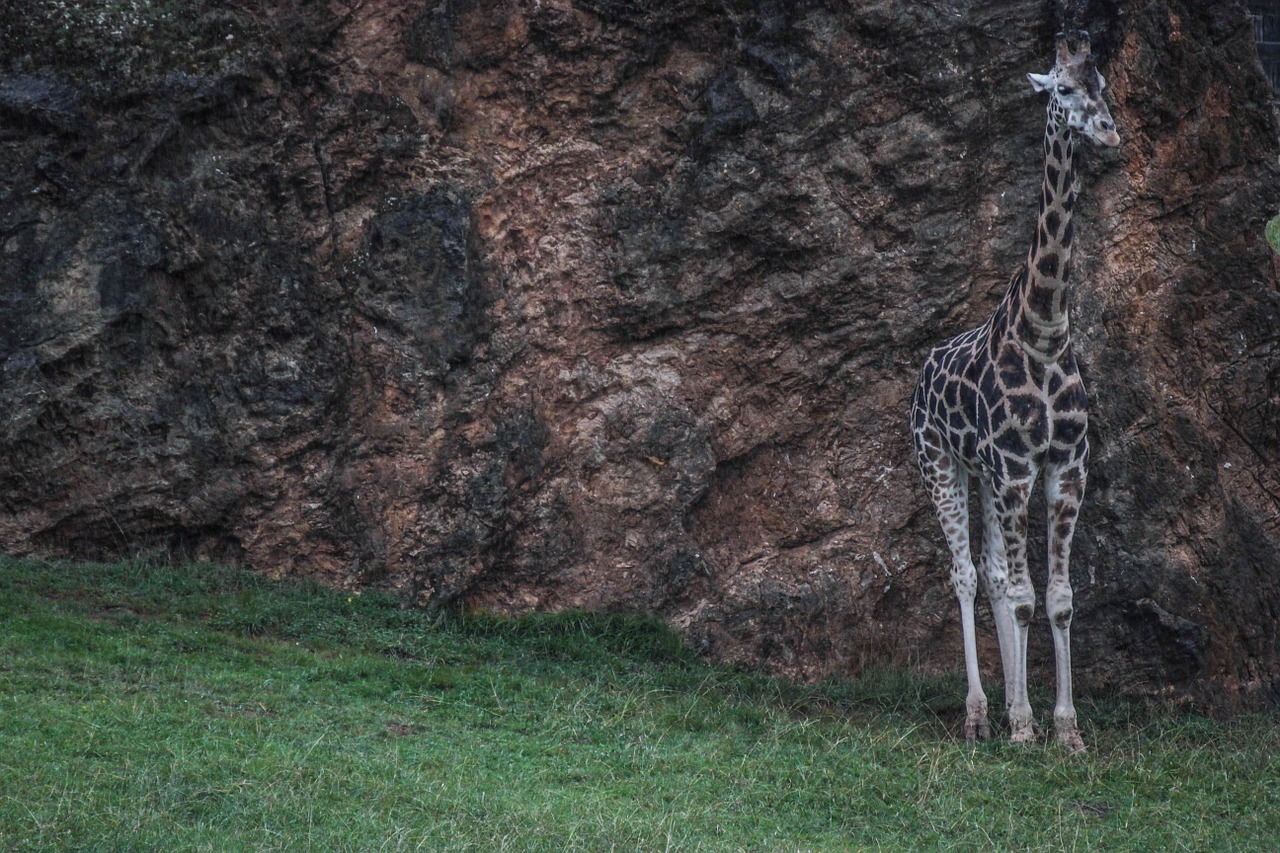 Žirafa, Soledad, Gamta, Gyvūnai, Afrika, Nemokamos Nuotraukos,  Nemokama Licenzija
