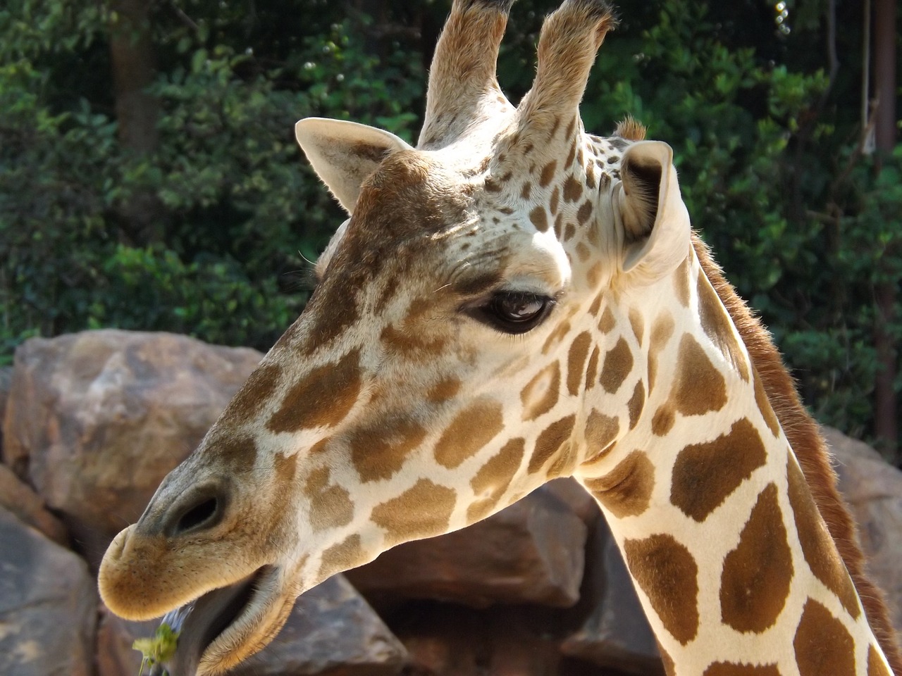 Žirafa, Zoologijos Sodas, Laukiniai, Laukinė Gamta, Gyvūnas, Gamta, Žinduolis, Safari, Afrika, Afrikos