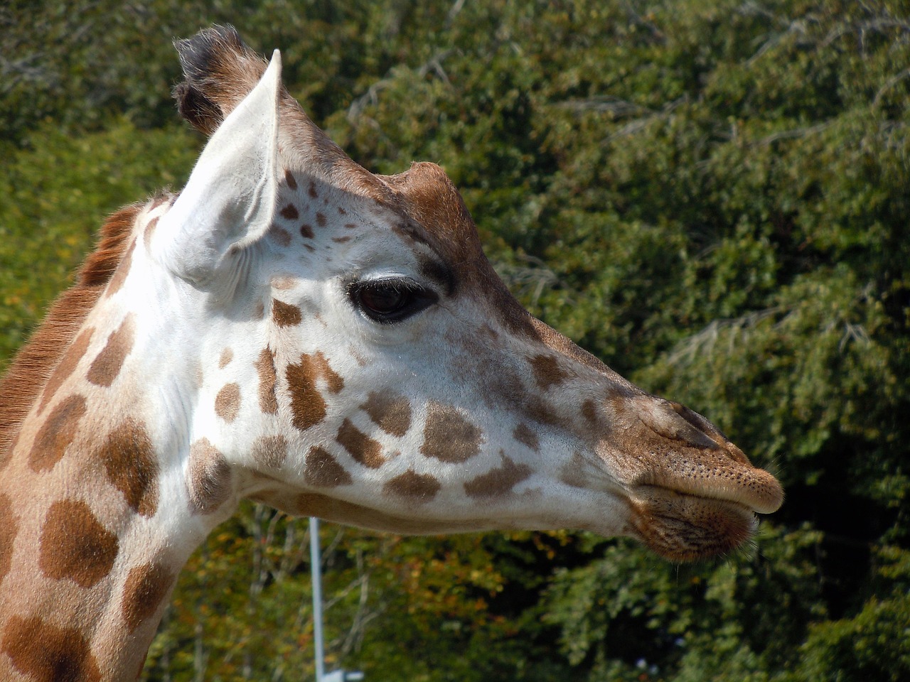 Žirafa, Galva, Gyvūnas, Afrika, Safari, Nemokamos Nuotraukos,  Nemokama Licenzija