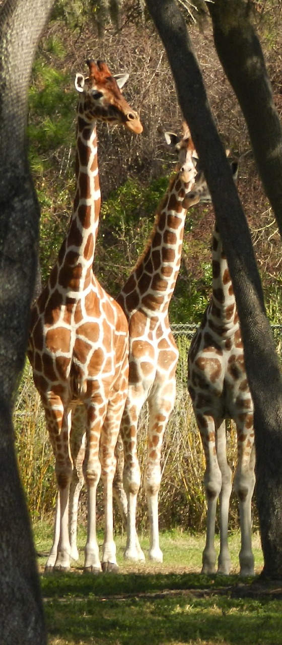 Žirafa, Gyvūnas, Afrika, Laukinė Gamta, Žinduolis, Zoologijos Sodas, Savana, Nemokamos Nuotraukos,  Nemokama Licenzija