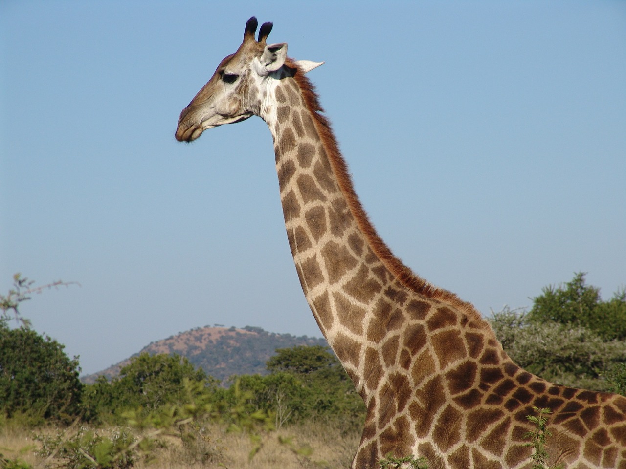 Žirafa, Afrika, Gamta, Nemokamos Nuotraukos,  Nemokama Licenzija