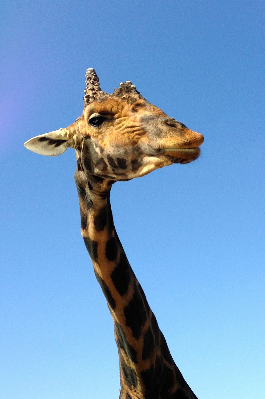 Žirafa, Zoologijos Sodas, Afrika, Kaklas, Didelis, Gyvūnas, Laukiniai, Pastebėtas, Nemokamos Nuotraukos,  Nemokama Licenzija