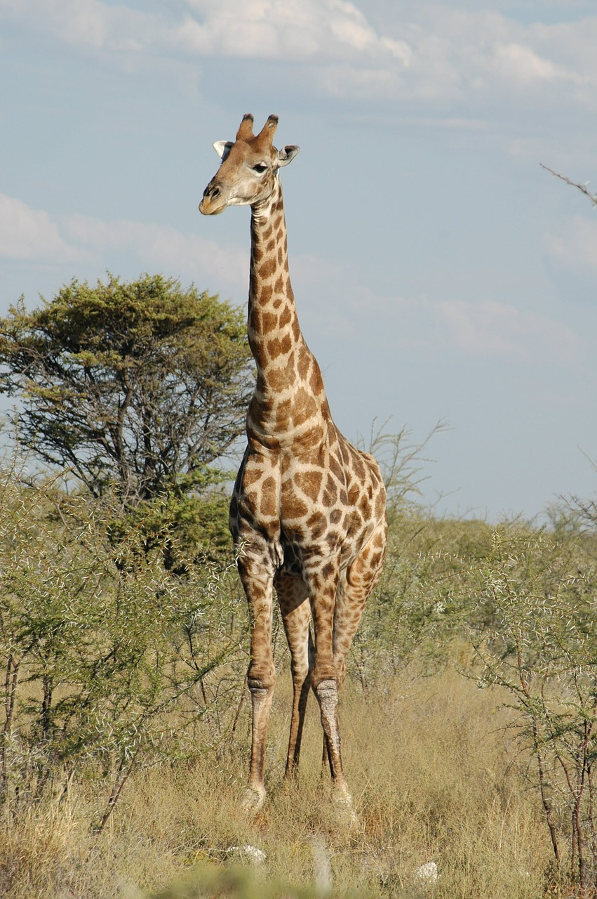 Žirafa, Afrika, Safari, Gamta, Afrikos, Laukiniai, Laukinė Gamta, Aukštas, Dykuma, Nemokamos Nuotraukos