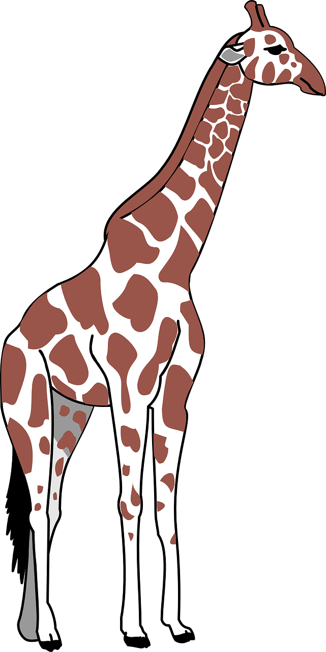 Žirafa, Ruda, Balta, Dėmės, Ilgai, Kaklas, Gyvūnas, Nemokama Vektorinė Grafika, Nemokamos Nuotraukos,  Nemokama Licenzija