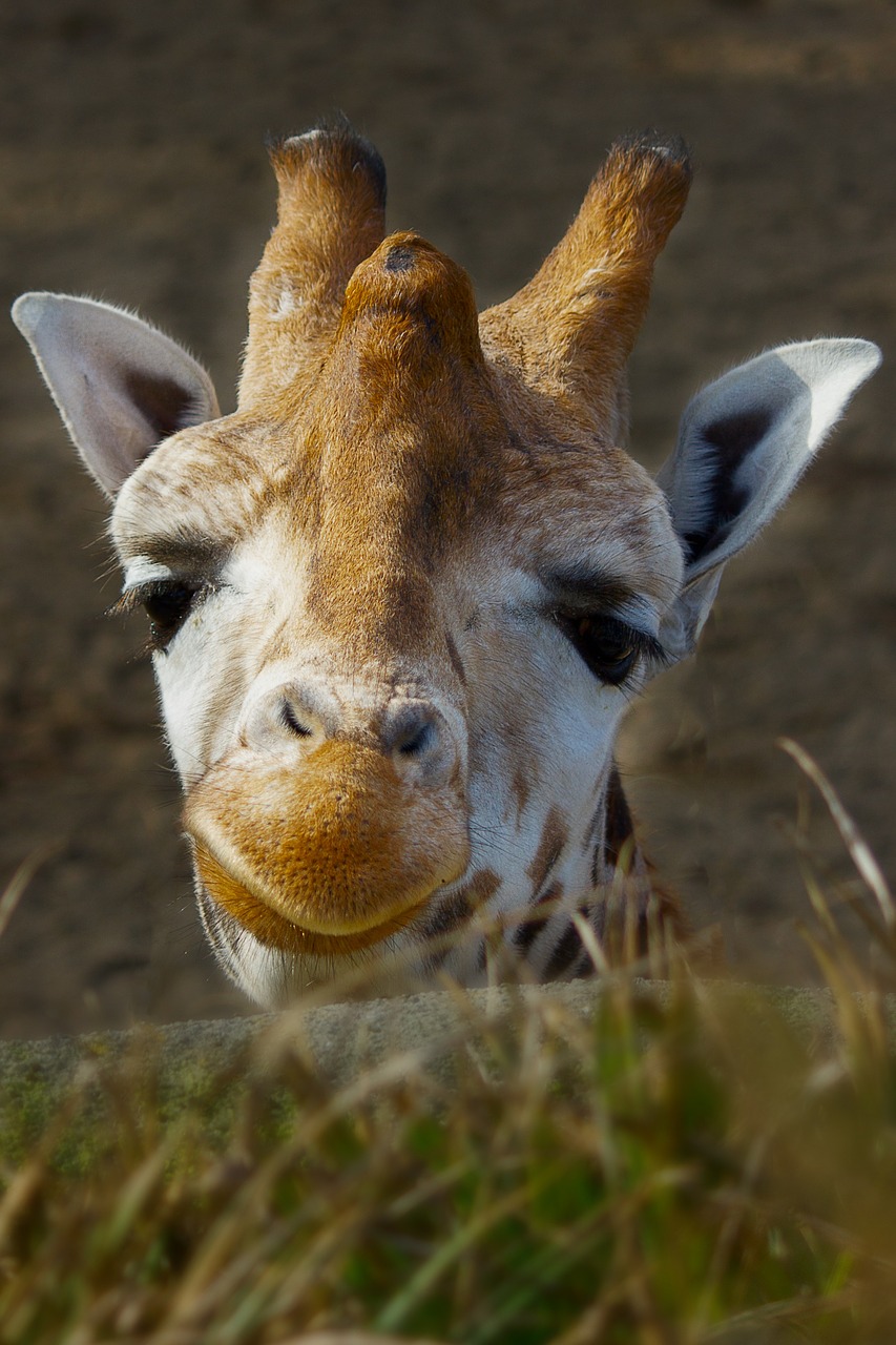 Žirafa, Zoologijos Sodas, Labas Rytas, Gyvūnas, Nemokamos Nuotraukos,  Nemokama Licenzija